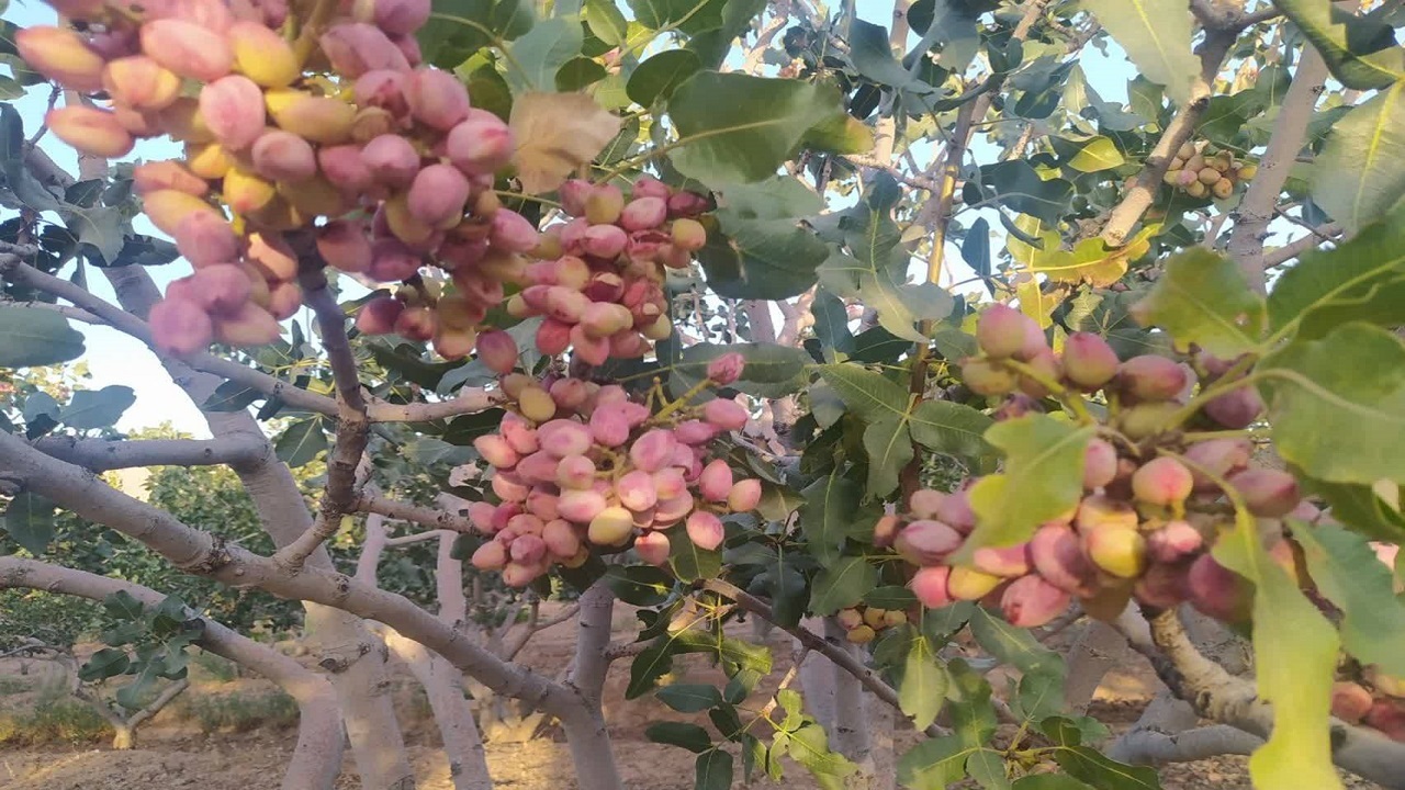 تلخی کام باغداران اسفدن از بازار نامناسب پسته + تصاویر