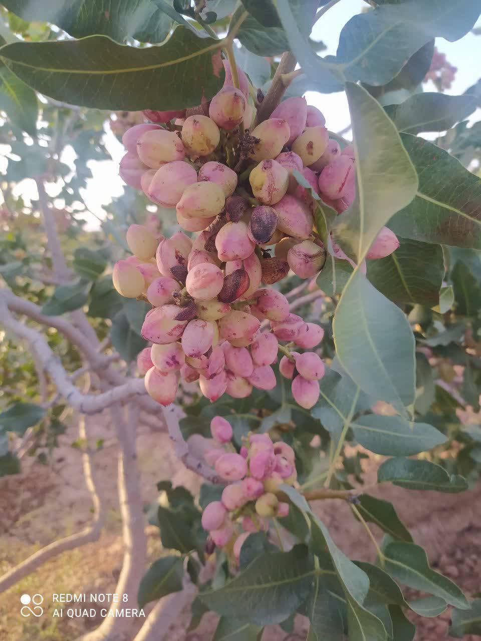 پسته کشاورزان پسته کشاورزی