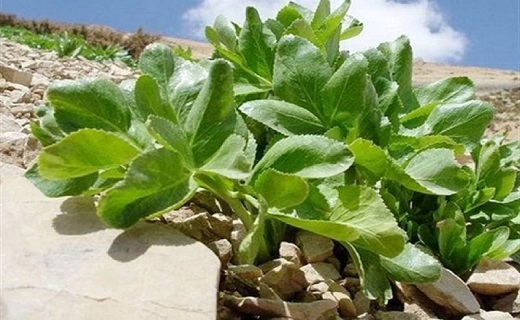 کهگیلویه و بویراحمد بهشت گیاهان دارویی/ برداشت &laquo;آنغوزه&raquo; آغاز شد
