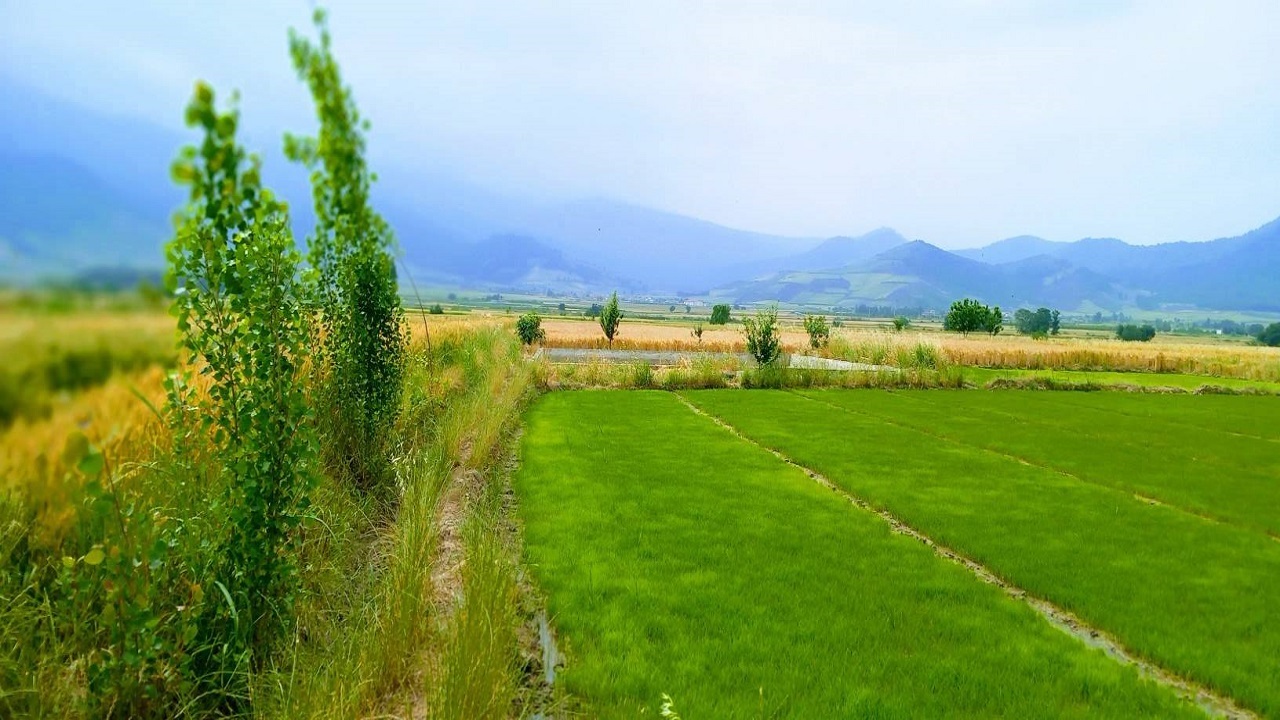 نگاهی به طبیعت سرسبز روستای مرزبن آزادشهر از لنز دوربین شهروند خبرنگار