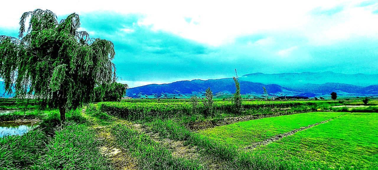 جاذبه طبیعی