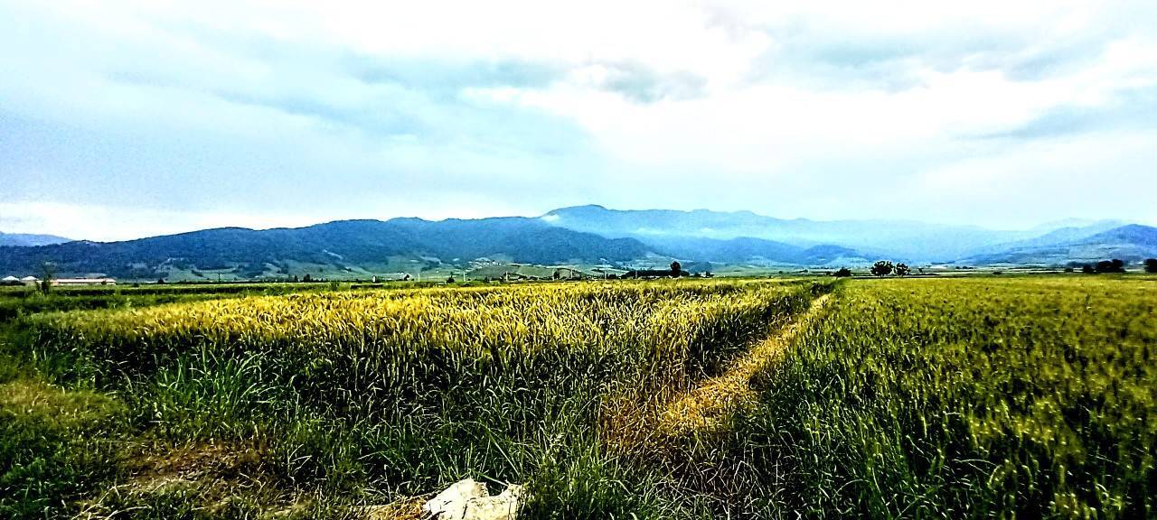 طبیعت سرسبز