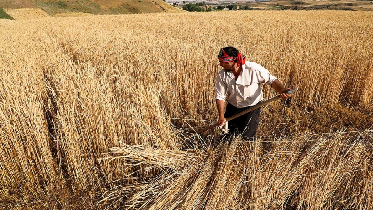 گندمکاران خوزستانی همچنان در انتظار دریافت وجه