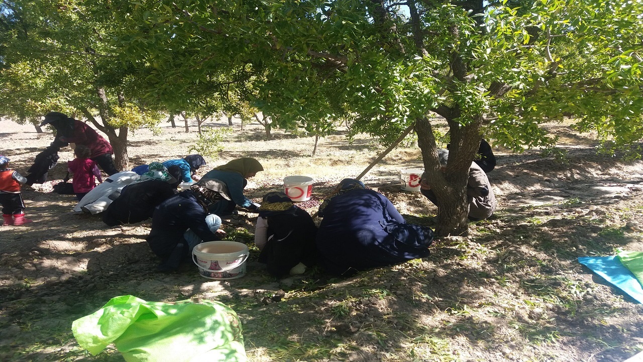 مراسمی با عنوان عناب ته کنی!