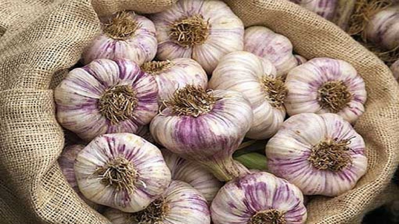 ساخت شهرک تخصصی سیر در استان همدان