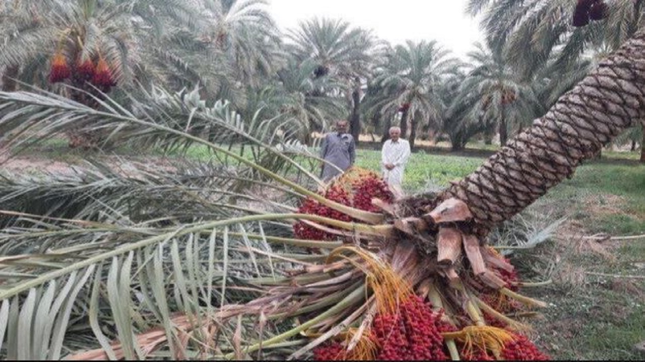 تخریب ۹۰۰ نخل فنوج بر اثر بارندگی شدید