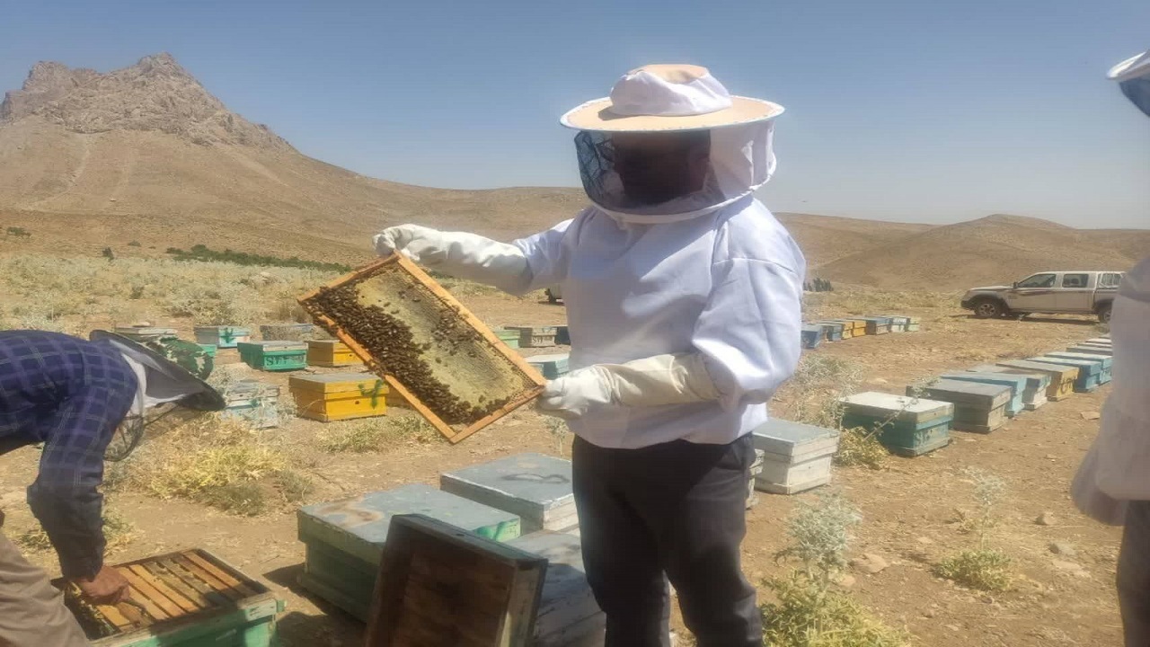 آغاز برداشت عسل در بن