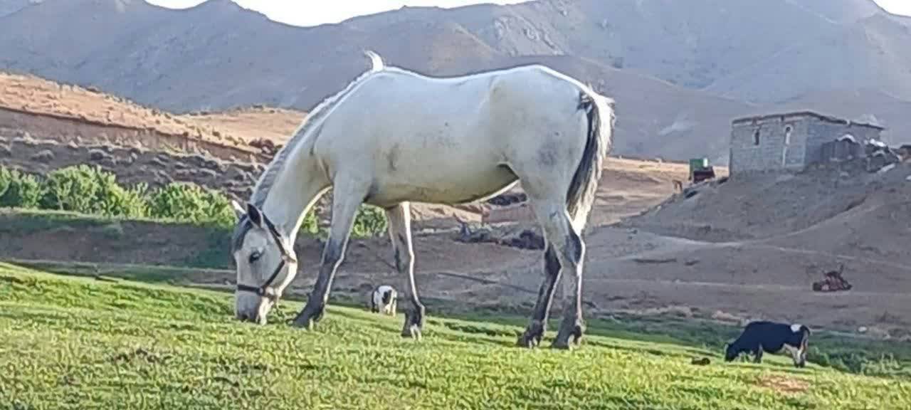 اسب