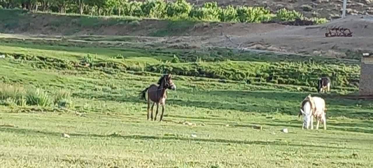 طبیعت