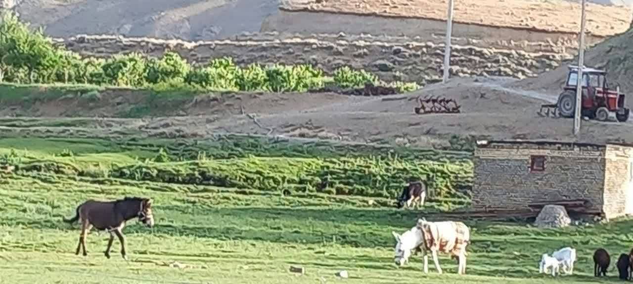 اسب های وحشی