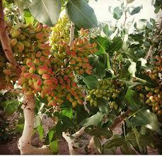 طرح سرشاخه کاری باغ های پسته در البرز اجرا شد