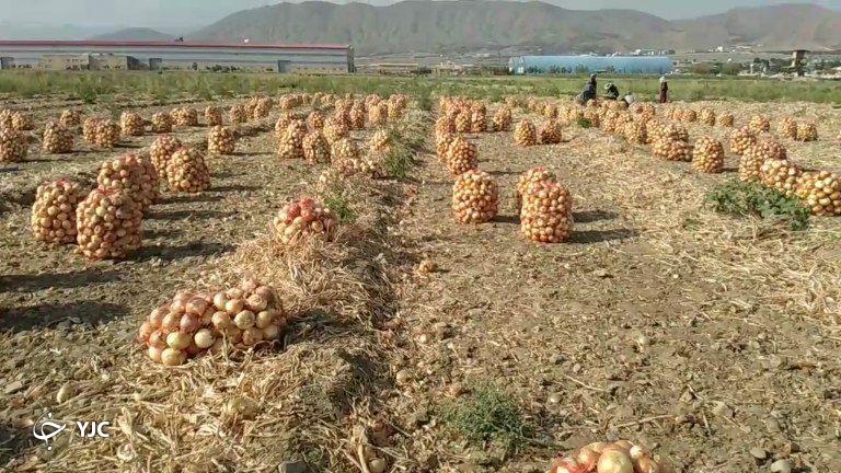 برداشت پیاز و گوجه فرنگی از زمین مقرون به صرفه نیست