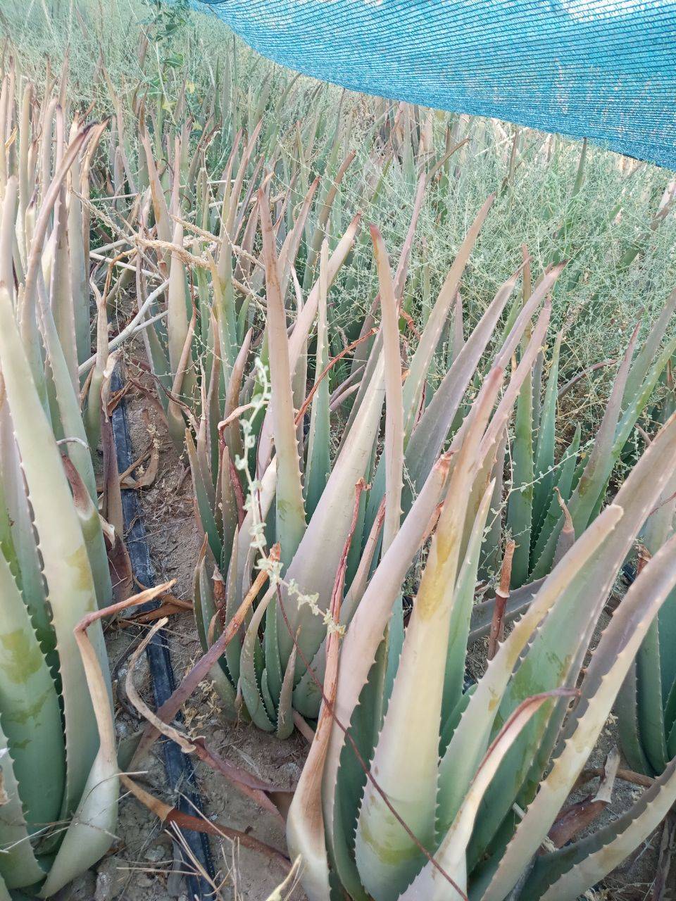 گیاه آلوئه ورا