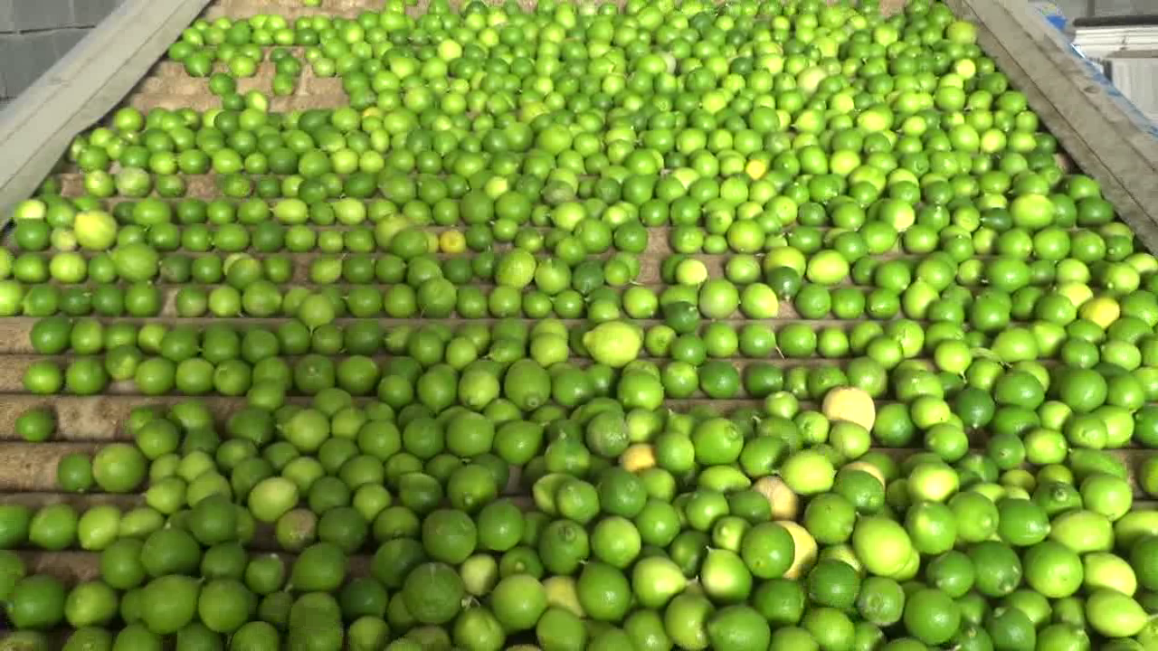 سازمان میوه و تره بار تهران مشتری لیموی رودان شد