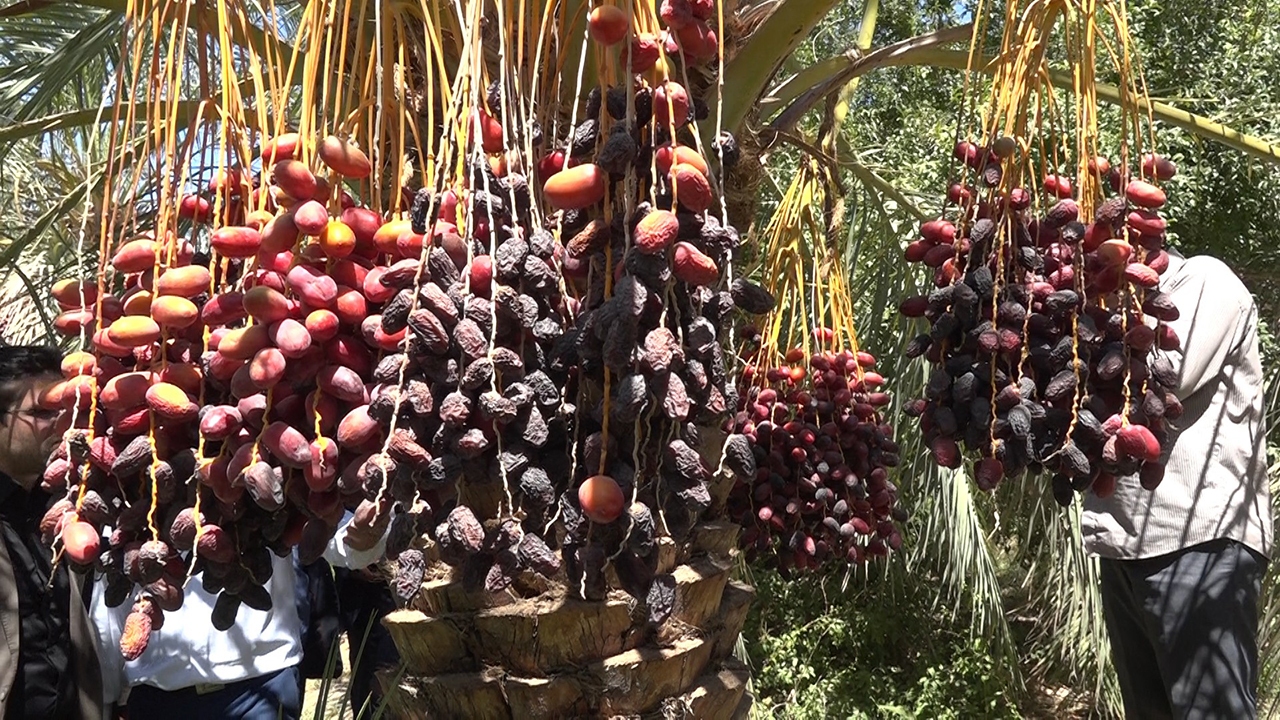 عارضه خشکیدگی خرما بلای جان نخلداران فهرجی