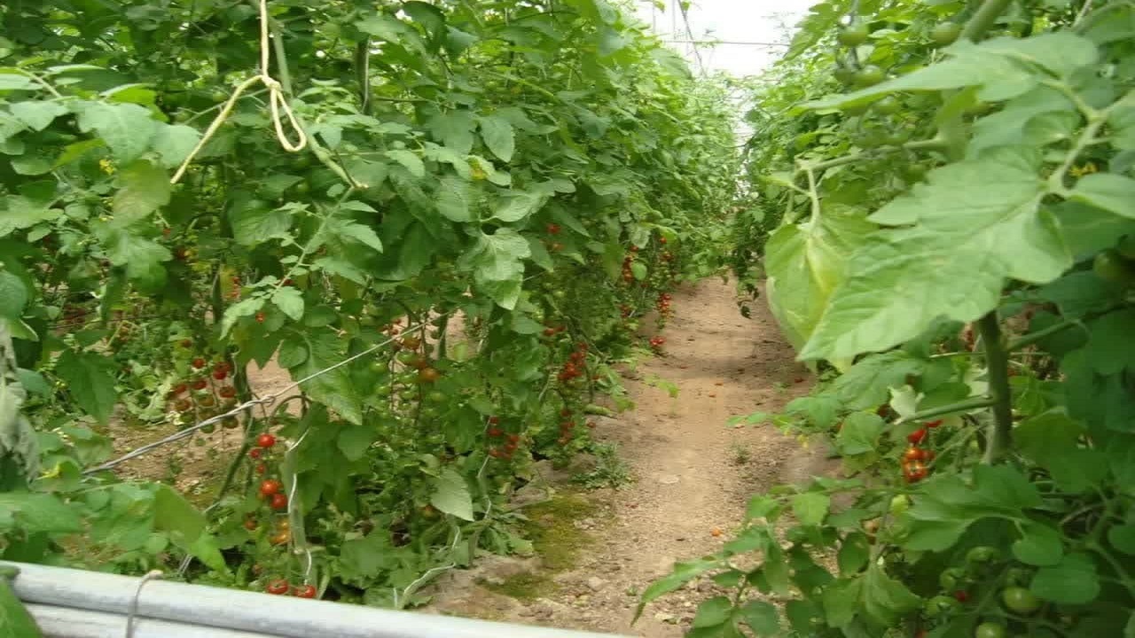 پرداخت تسهیلات اشتغالزایی به بهره برداران شهرستان آبیک 