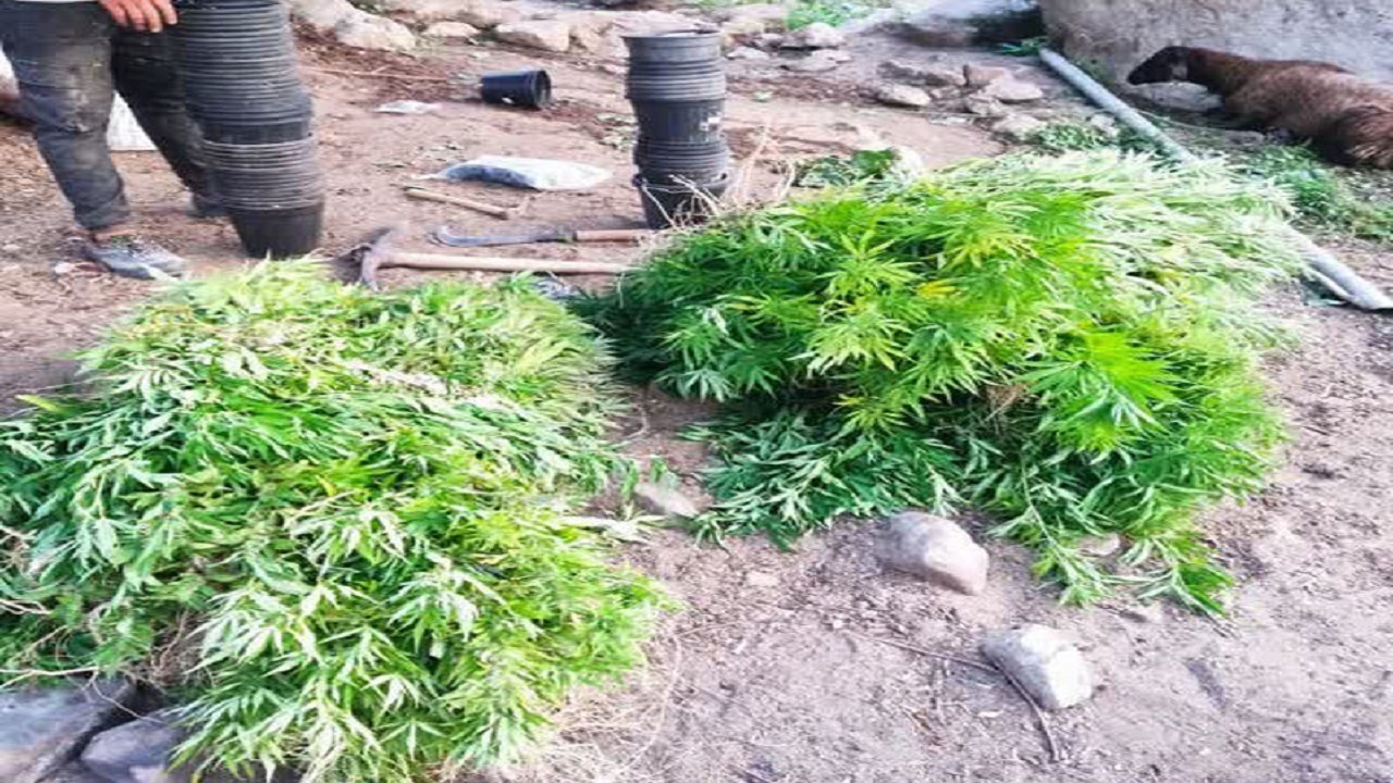 کشف ۴۵ کیلوگرم ماده مخدر گل در ارتفاعات قزوین