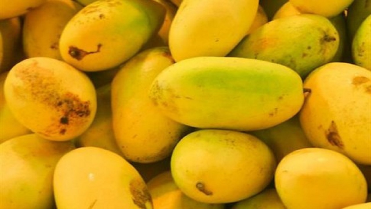 برداشت انبه در سیستان و بلوچستان به اتمام رسید