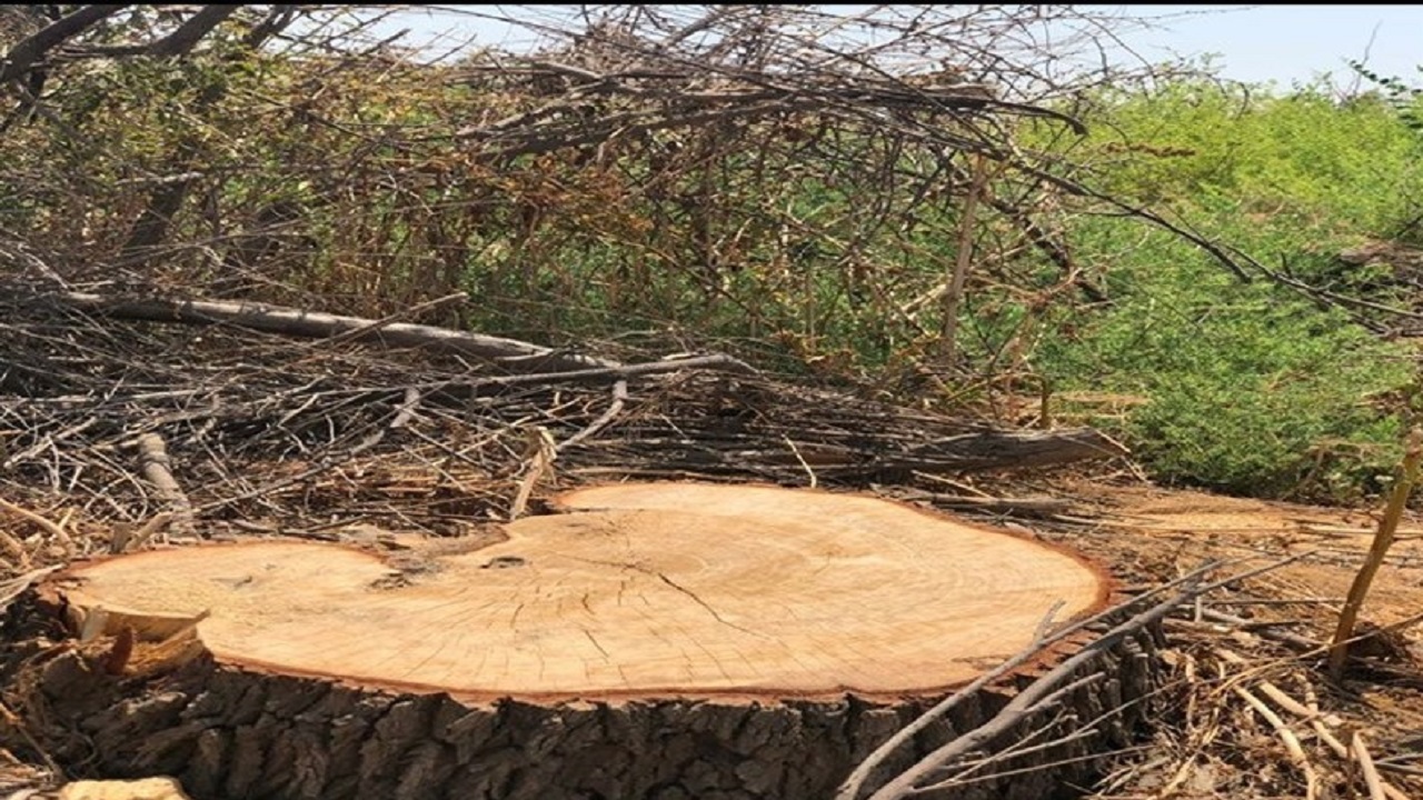 قطعی درختان روستای بیزه داورزن روایت تلخ شهروندخبرنگار ما شد+ فیلم
