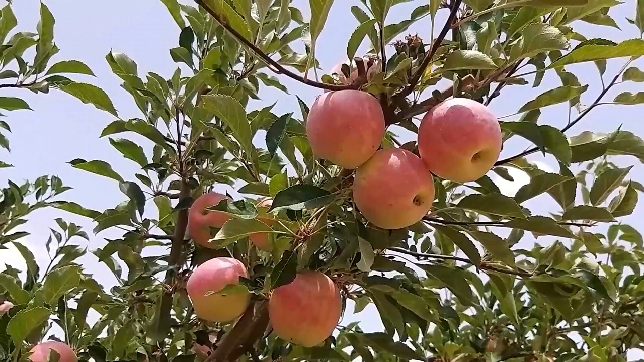 سود برداشت سیب گلاب سمیرم در جیب دلالان + فیلم