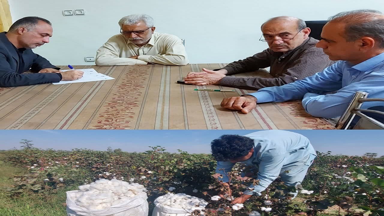 کشت قراردادی یک هزار هکتار پنبه در سیستان وبلوچستان
