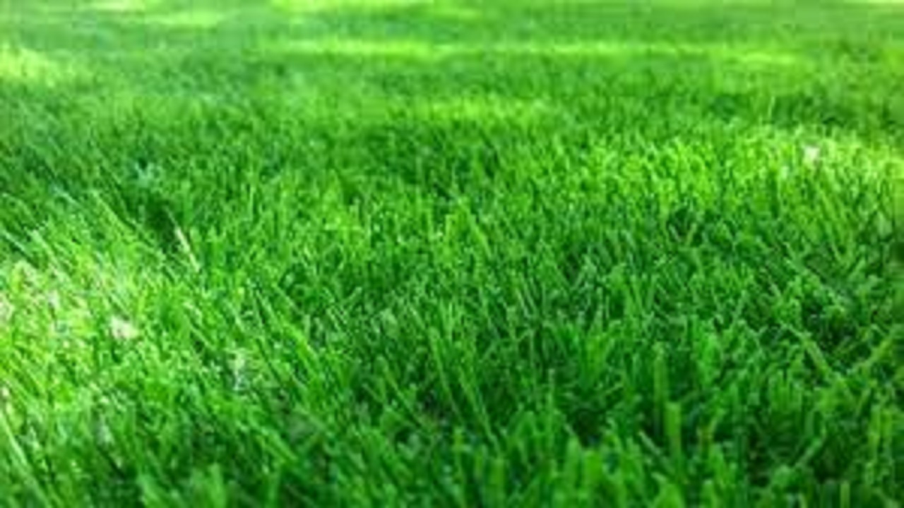 حذف ۲۶ هکتار چمن‌کاری در تبریز
