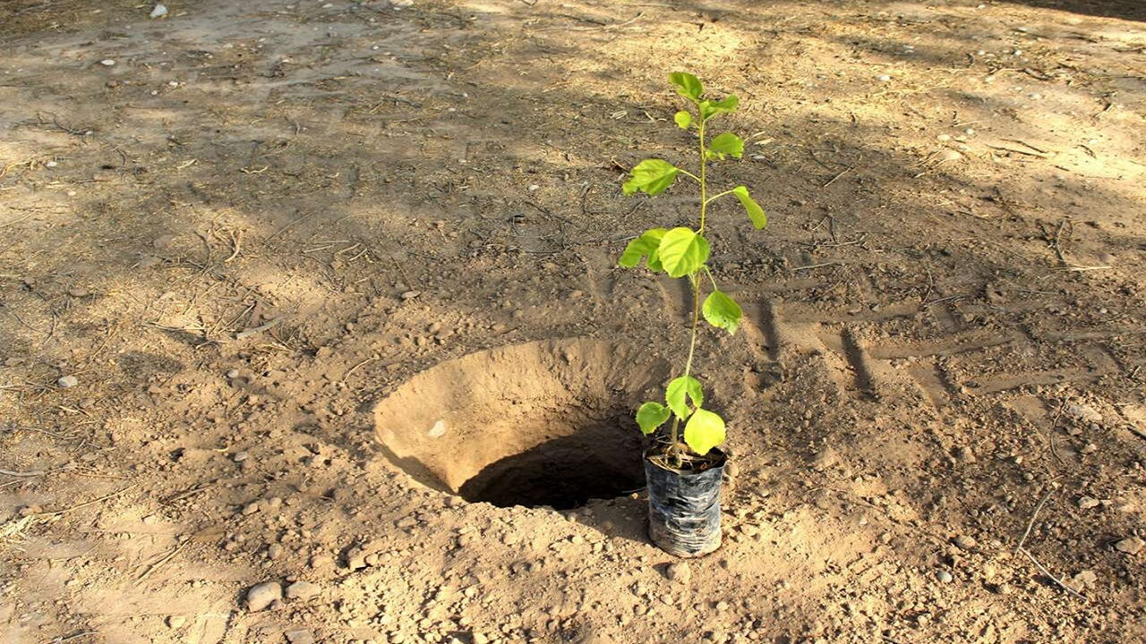 غرس ۱۰۰ اصله درخت در طرح جنگل کاری مجازات جایگزین حبس