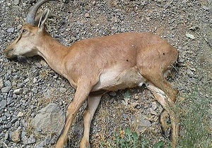 بیماری طاعون نشخوارکنندگان در البرز مشاهده نشد