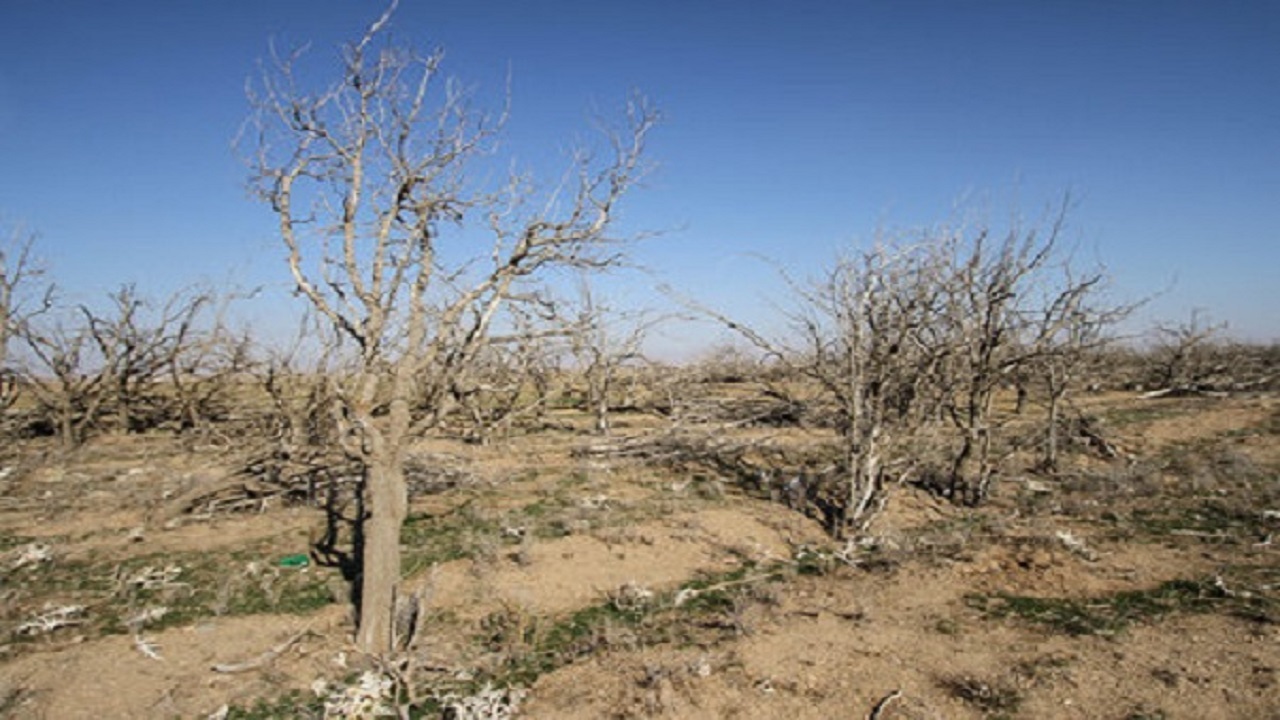 خشکسالی گریبان گیر باغات اردکان
