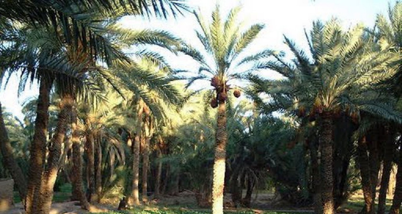 آفت زدایی سه هزار هکتار از نخلستانهای شهرستان خور و بیابانک