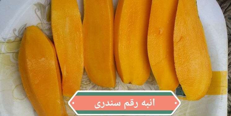 انبه رقم سندری انبه رقم سندری