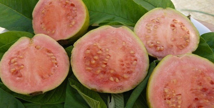 گواوا گواوا