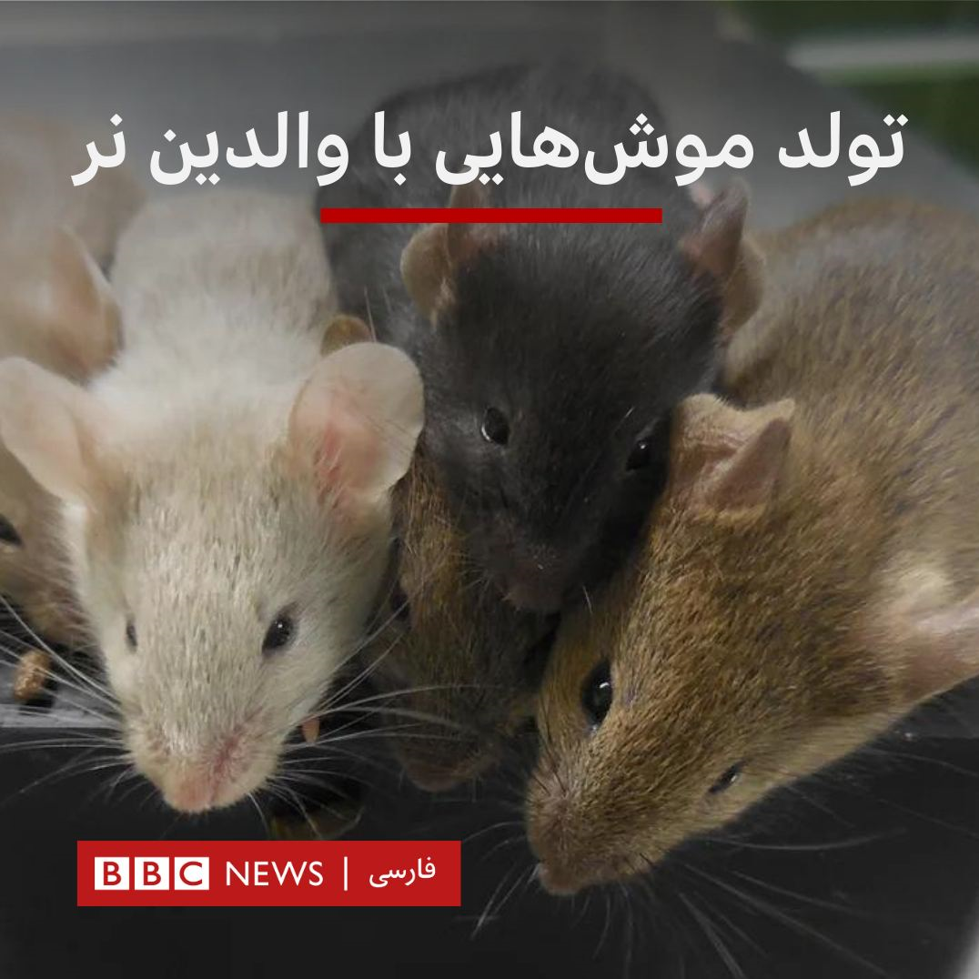 همجنس بازی موش