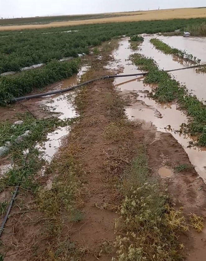 زمین کشاورزی