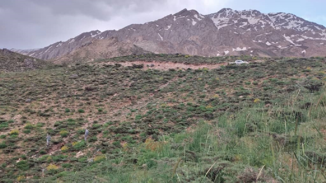 مشاهده و ورود خرس به یکی از باغهای شهرستان سمیرم