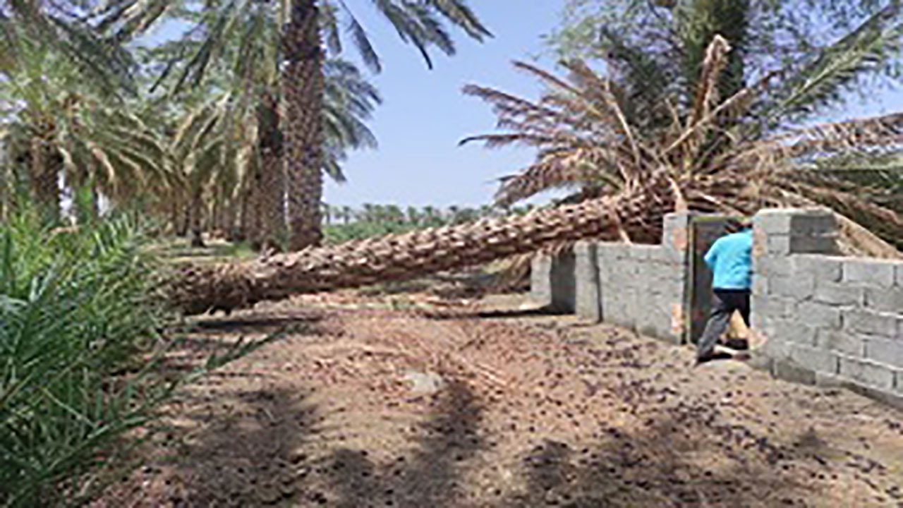 خسارت توفان به محصولات باغداران قلعه گنجی