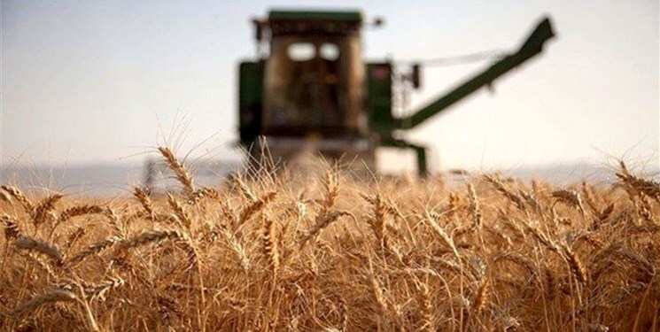 خرید گندم در استان اردبیل از مرز ۲۴۰ هزارتن گذشت