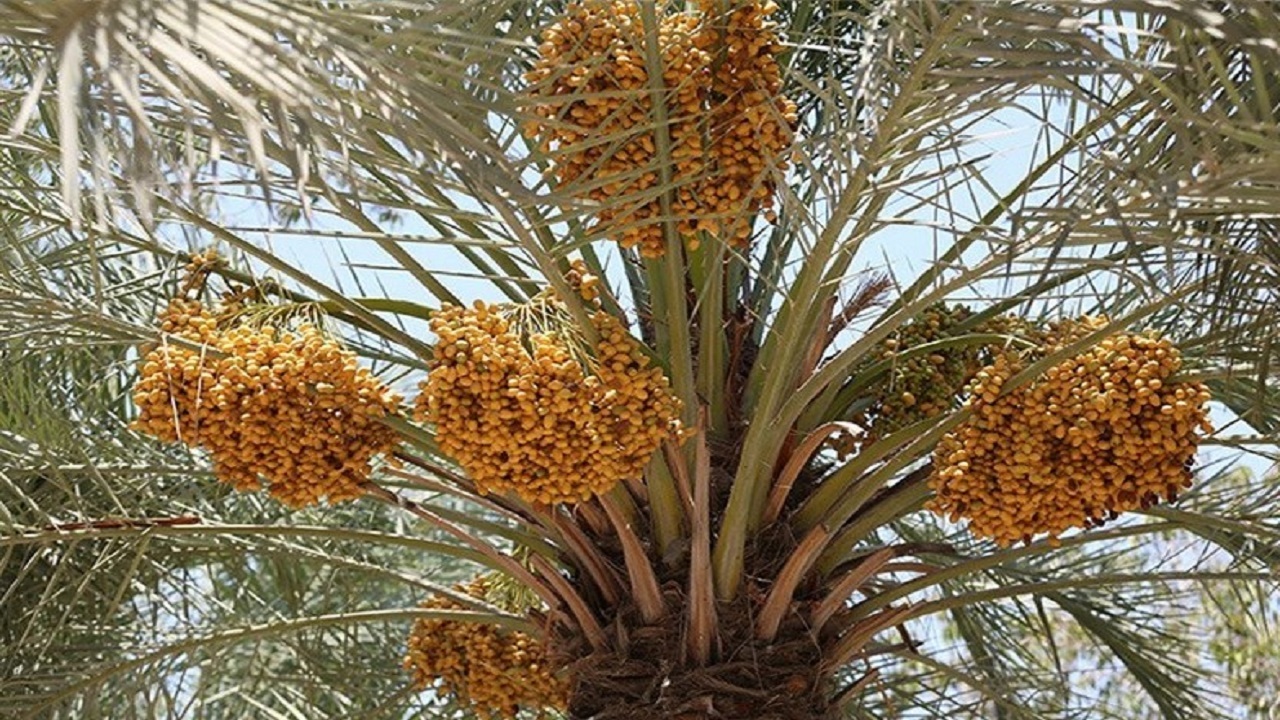 بخش عمده خرمای خاش به خارج از کشور صادر می‌شود
