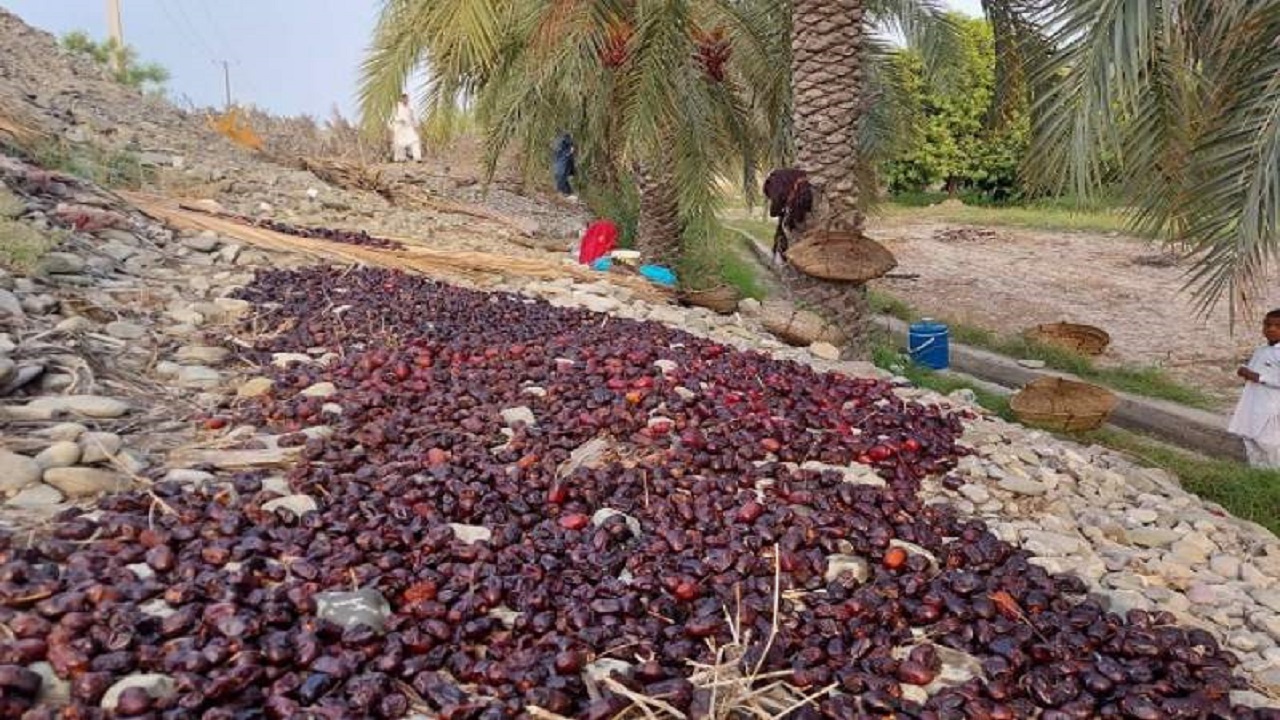 میزان خسارت مونسون به نخل‌کاران نیک شهری بیش از ۱۱۵ میلیارد تومان است