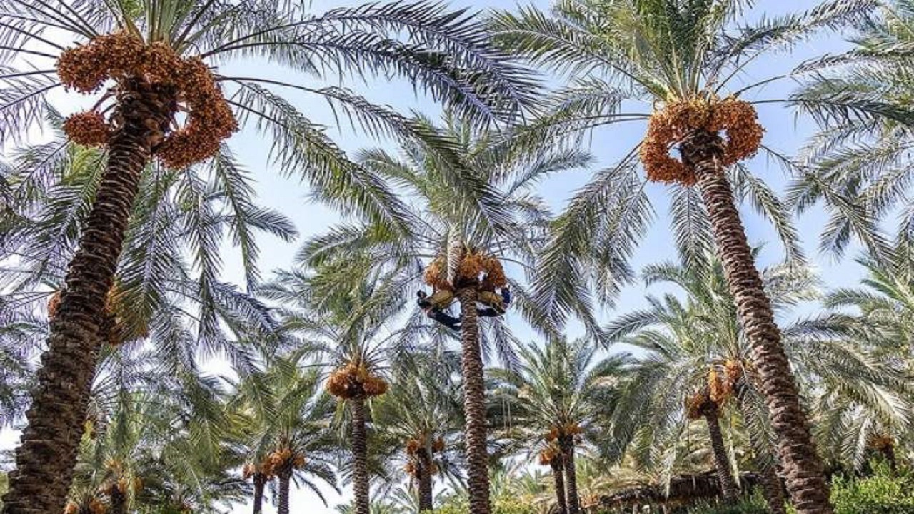سالیانه افزون بر ۲۸۷ هزار تن انواع خرما در سیستان و بلوچستان تولید می‌شود