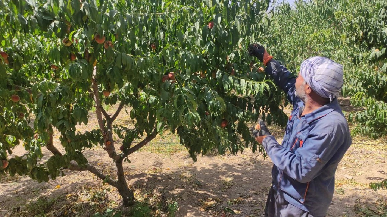 تصاویر برداشت هلو از باغات چهارمحال و بختیاری