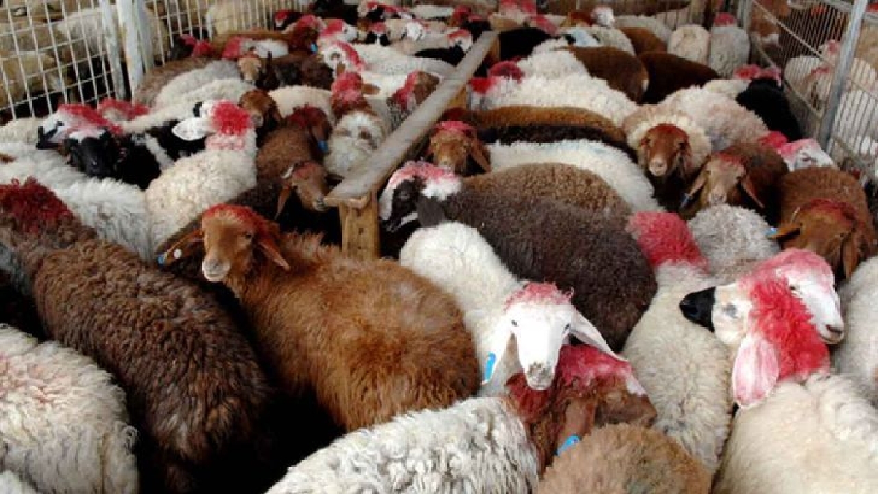 ممنوعیت خروج دام زنده از چهارمحال و بختیاری بدون مجوز
