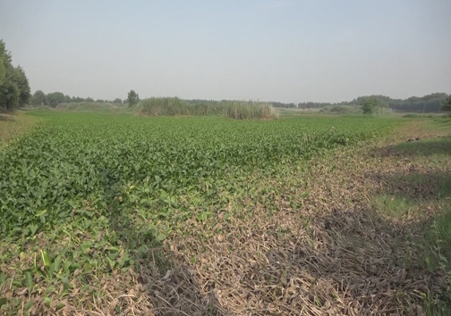 حمله مرگبار یک هیولای خوش خط وخال به آب بندانها + تصاویر حمله مرگبار یک هیولای خوش خط وخال به آب بندانها + تصاویر