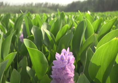 حمله مرگبار یک هیولای خوش خط وخال به آب بندانها حمله مرگبار یک هیولای خوش خط وخال به آب بندانها