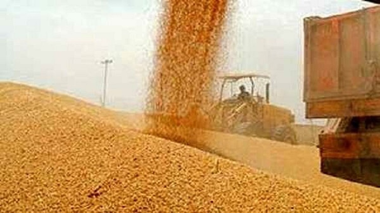 افزایش ۴۸ درصدی خرید گندم مازاد برنیاز کشاورزان