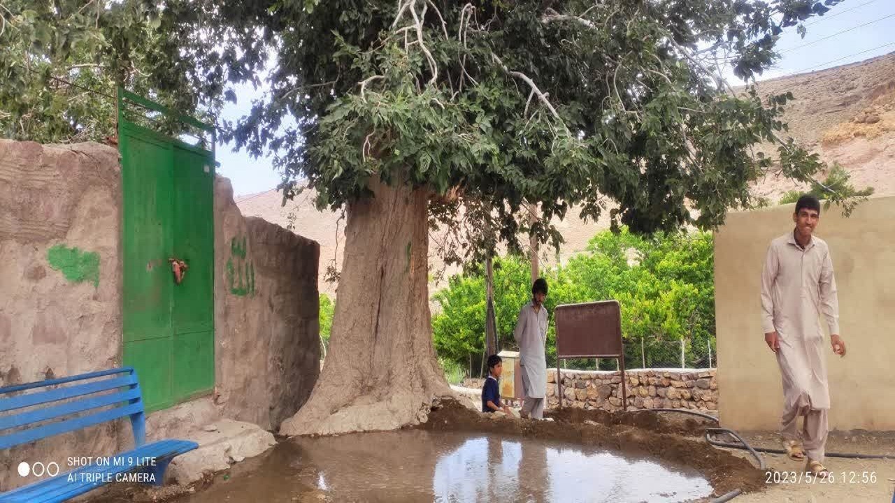 تشدید اقدامات حفاظت از درخت کهنسال تاگ در روستای هفتادملا