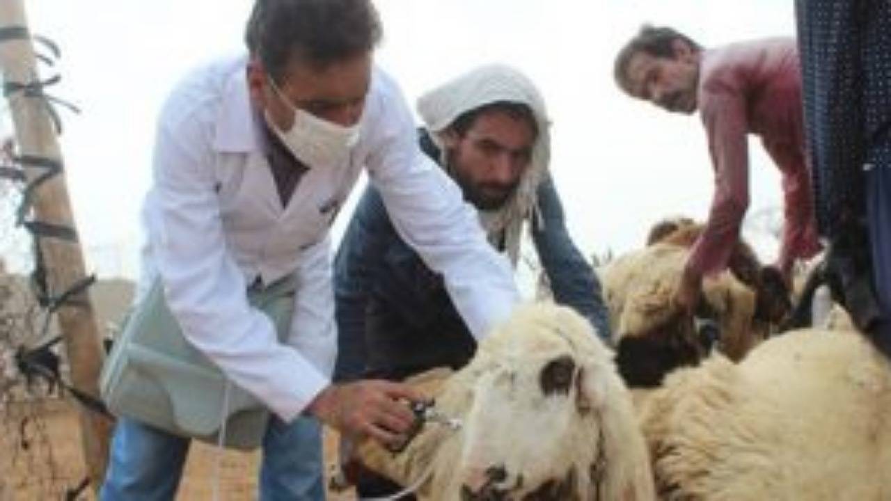 هشدار دامپزشکی فهرج در خصوص احتمال بروز بیماری اسیدوز