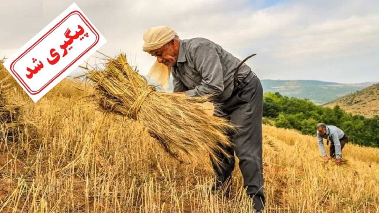 تاخیر در پرداخت مطالبات گندمکاران پیگیری شد