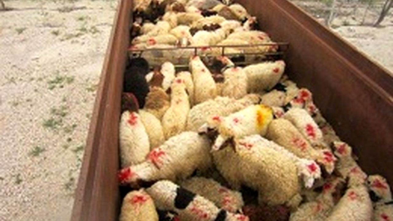 کشف ۲۸۳ رأس گوسفند قاچاق در مرز ارومیه