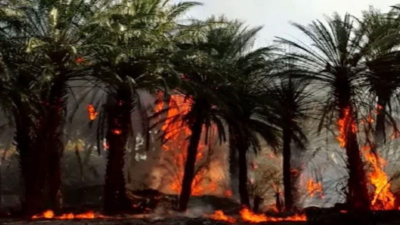جزئیات آتش‌سوزی در نخلستان دامن ایرانشهر/ فرماندار: پیگیر توسعه امکانات آتش‌نشانی هستیم